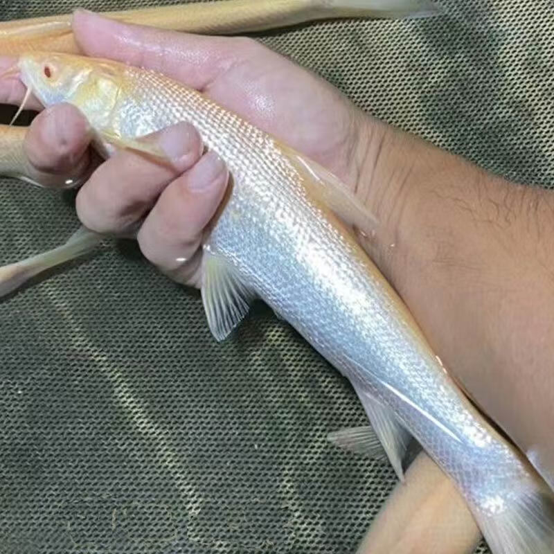 赤目红眼银鳕鱼苗黄化金丝鳕鱼淡水白子观赏食用大鳞鲃鳕鱼苗 1条10