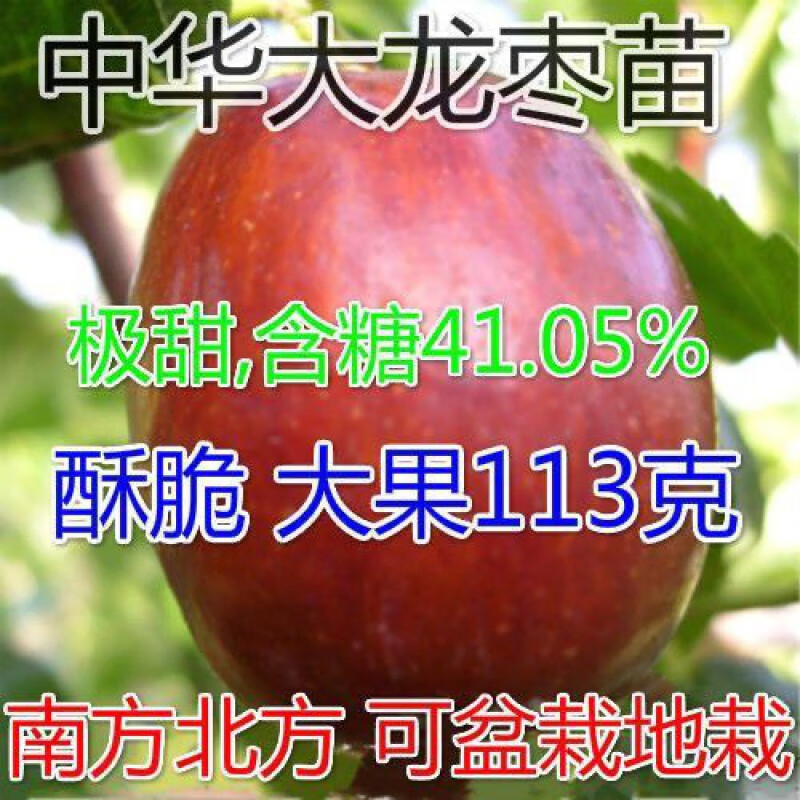 芃畔枣树树苗中华大龙枣苗当年结果树南方北方种植果树苗:枣子活苗