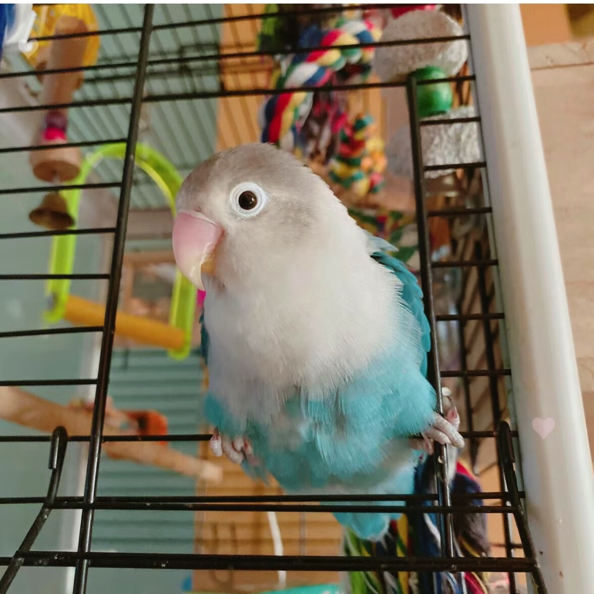 牡丹鹦鹉黄桃金银顶紫罗兰爱情鸟宠物鸟日桃亲人说话活体宠物鸟 普兰