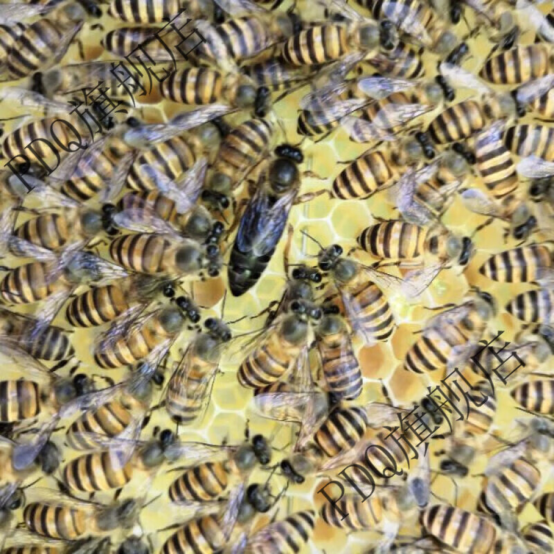 中蜂蜜蜂群活体种蜂王双色红背产卵蜂王出售 阿坝王新产王[20天内]