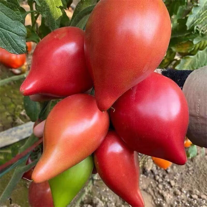 红芒果小番茄种子【新种】 ty#高产良种3包 送肥料