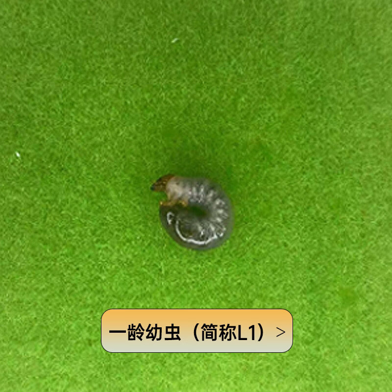 【大王花金龟】甲虫宠物成虫幼虫爬虫网红超大个体活体自然科普 幼虫