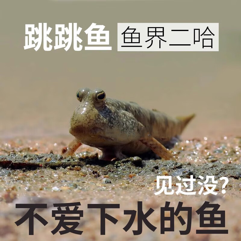 跳跳鱼红鳍银线弹涂鱼观赏鱼滩涂淡汽海水鱼萌宠物活体两栖原生鱼