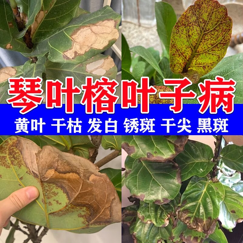 琴叶榕锈斑病营养液专用肥料盆栽室内老桩植物干枯黄叶黑斑杀菌剂 琴