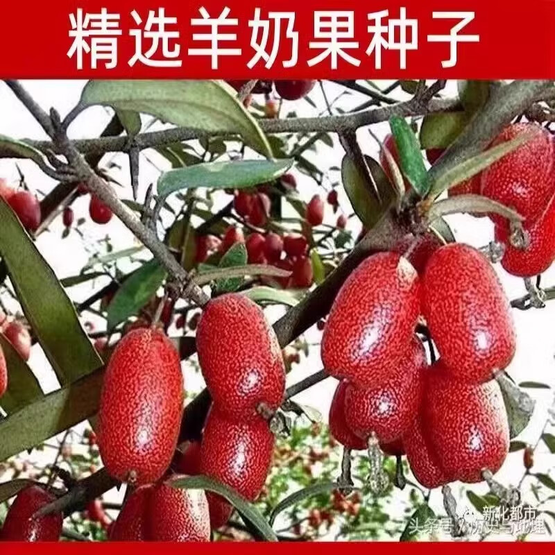 蓿蕾菇娘果種子黃紅姑娘果籽陽臺盆栽燈籠果百香果羊奶果人參果特大果 羊奶果1包約50粒原彩包裝