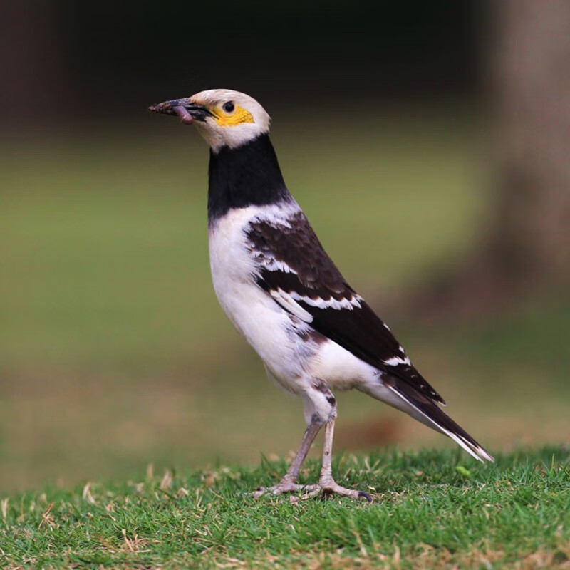 八哥鸟宠物观赏会说话林八黑八聪明宠物小鸟幼鸟活物八哥鸟粮 花八鸟