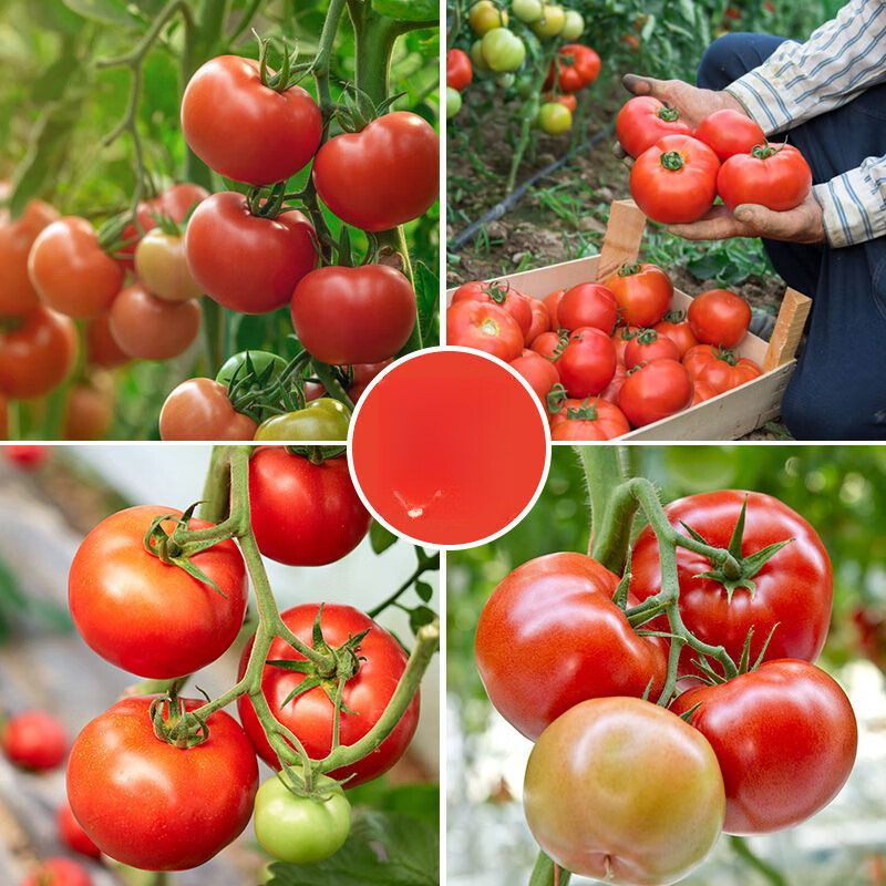 舞荷果普罗旺斯沙瓤西红柿新鲜现摘沙瓤农家自然熟生吃蔬菜 【每天20