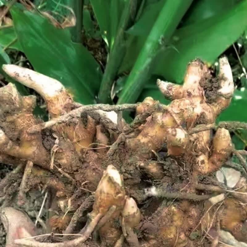 阳荷姜种苗阳荷姜种根洋荷姜种苗洋河种苗阳荷种阳荷种苗 洋河种根1斤