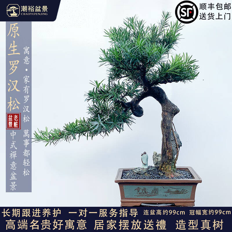 罗汉松盆景老桩真树居家室内好摆放绿植盆栽客厅阳台 岭南手法精品