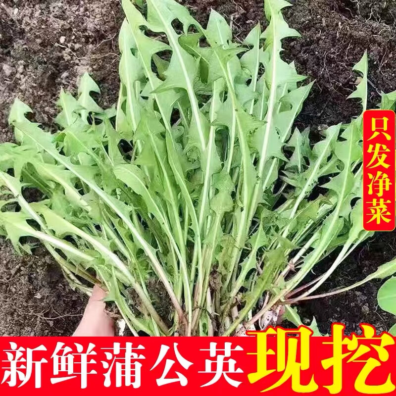 新鲜蒲公英现挖婆婆丁野生婆婆丁蒲公英野菜新鲜现挖苦菜凉拌煮水 1斤