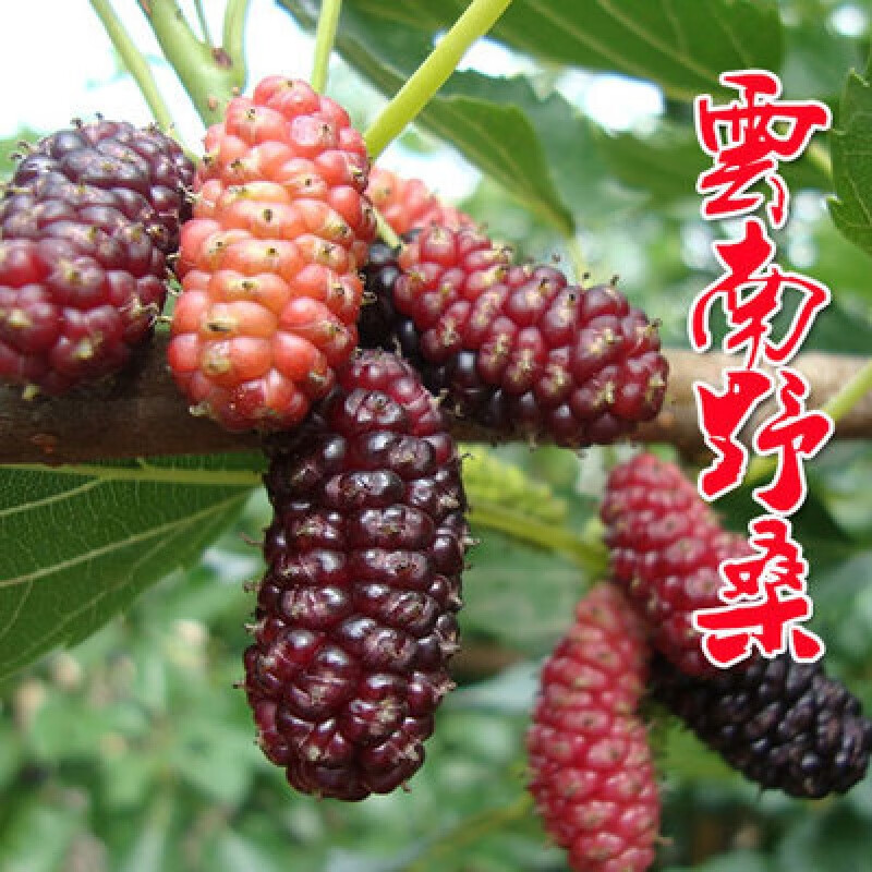 桑树苗果桑树苗新品种泰国黑桑无籽特大长果桑苗南北方四季种植 云南
