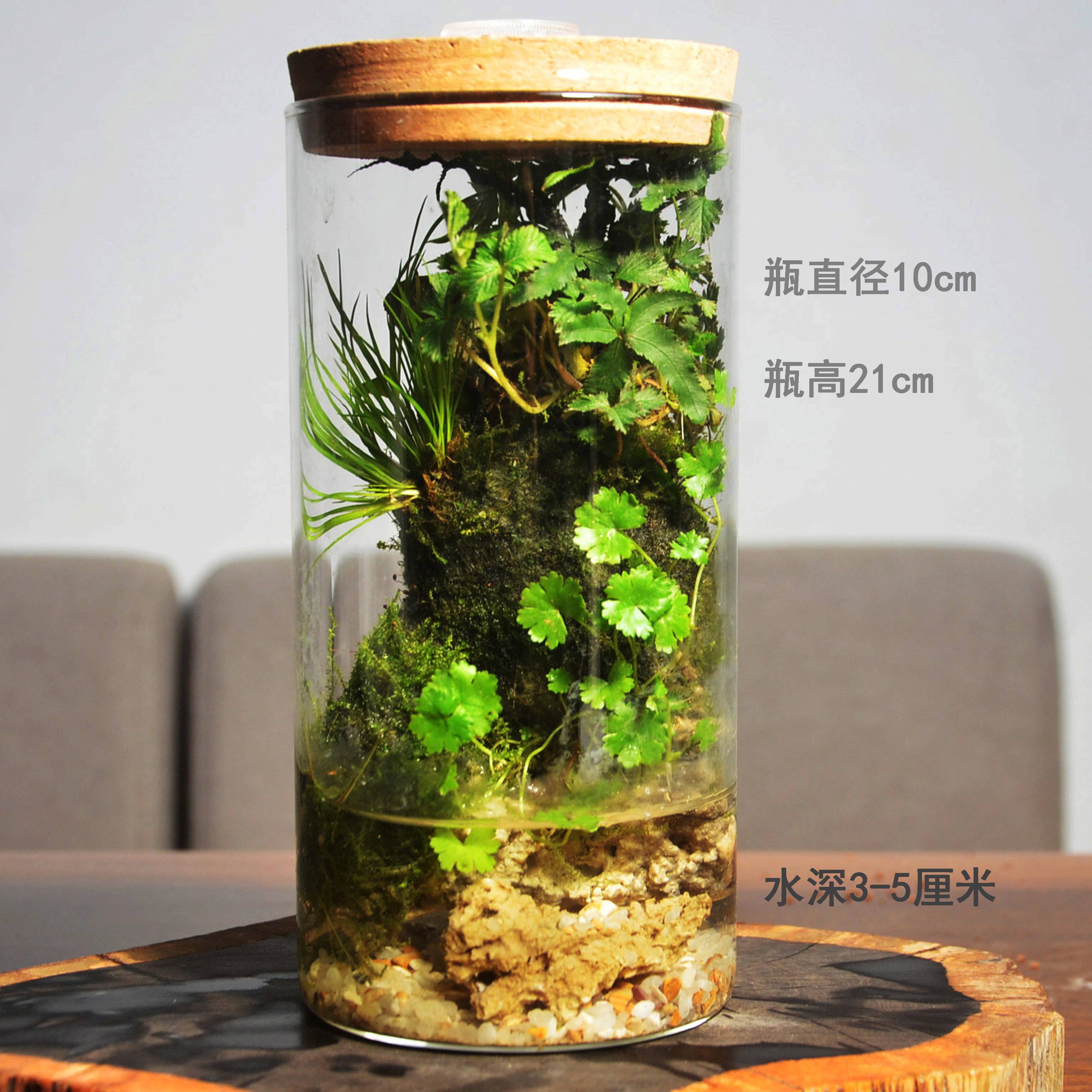 苔藓微景观盆栽办公桌小盆景雨林缸菖蒲吸水石玻璃生态瓶礼物耐养