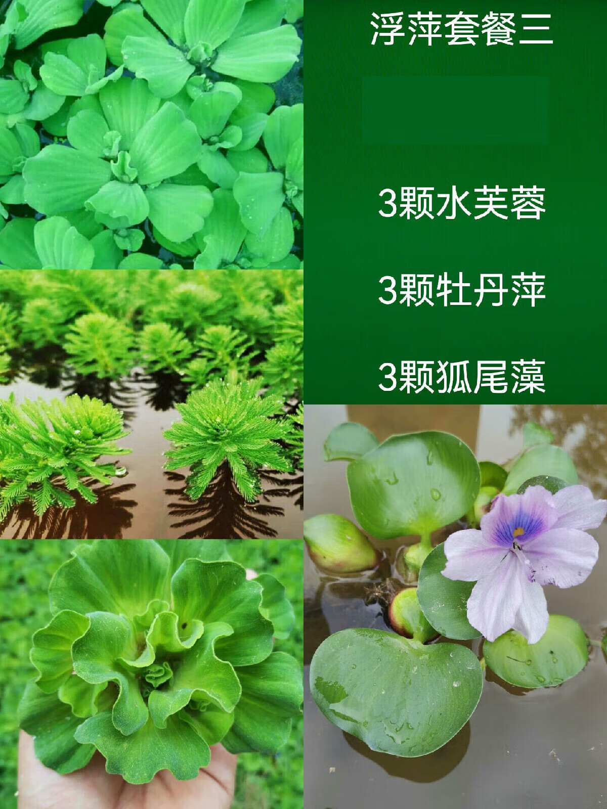 浮萍水草无土活体水培水生植物种子龟缸绿植养鱼养龟净 浮萍套餐三