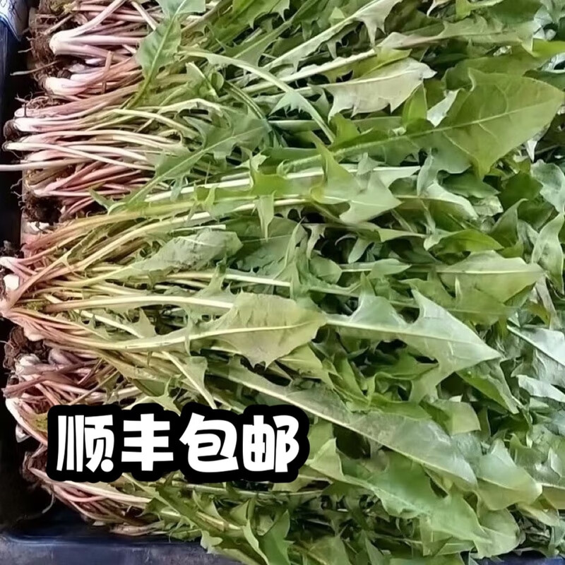 顺丰发货东北山菜新鲜野生山野菜婆婆丁蒲公英苦菜苦麻子 250g