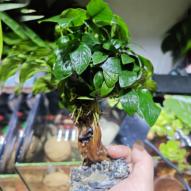 云峰海瑞鱼缸造景 生命之树鱼缸树水草缸造景红玫瑰水榕懒人新手活体