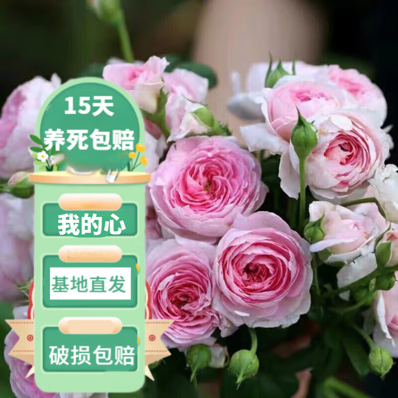 �����ٱ��¼������¼������������ش���ͥԺ����ֲ����̨Ǿޱ��ǽ �ҵ��ġ����١����� 1-1.3�׸߶ȶ�ֲ� 17Ԫ