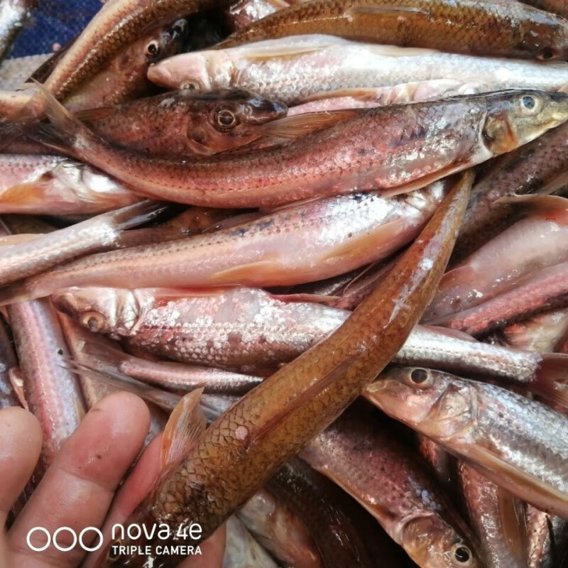 虎钢馋乌苏里江抚远特产野生船钉子鱼4斤顺丰