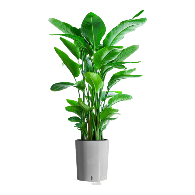 植男植女天堂鳥盆栽客廳室內(nèi)好養(yǎng)大型綠植辦公室大葉植物鶴望蘭源頭直發(fā)