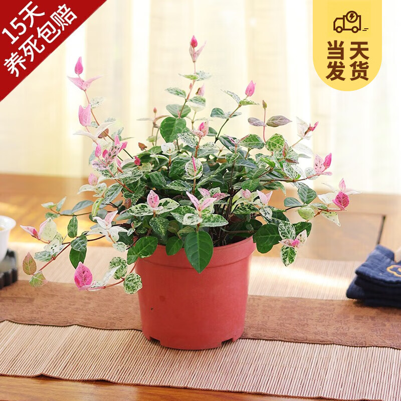 开时果 花叶络石盆栽植物 四季可赏观叶植物办公室阳台五彩花苗花卉