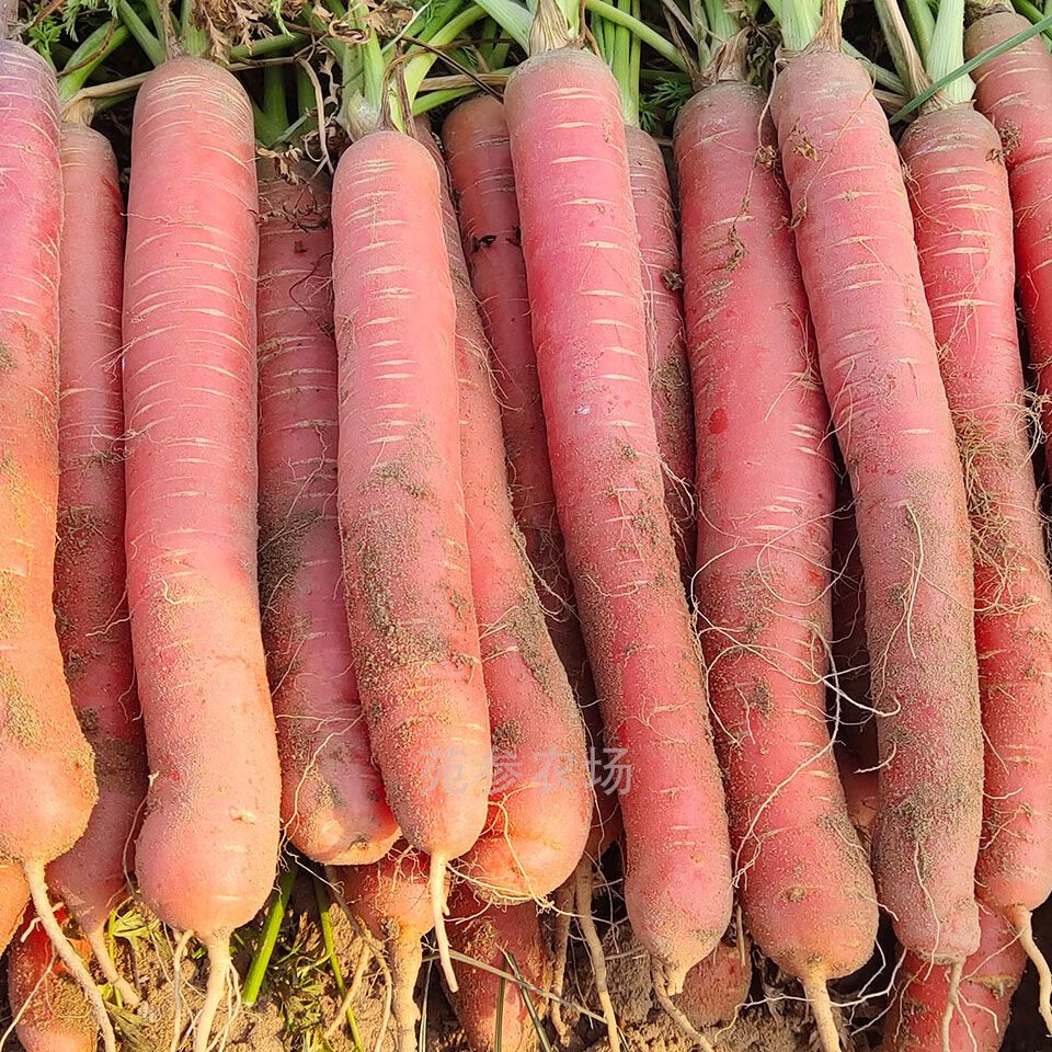 水果蔬菜【农家自种】沙地新鲜红萝卜蔬菜新鲜水果红萝卜生吃脆甜 秤杆红萝卜 5斤