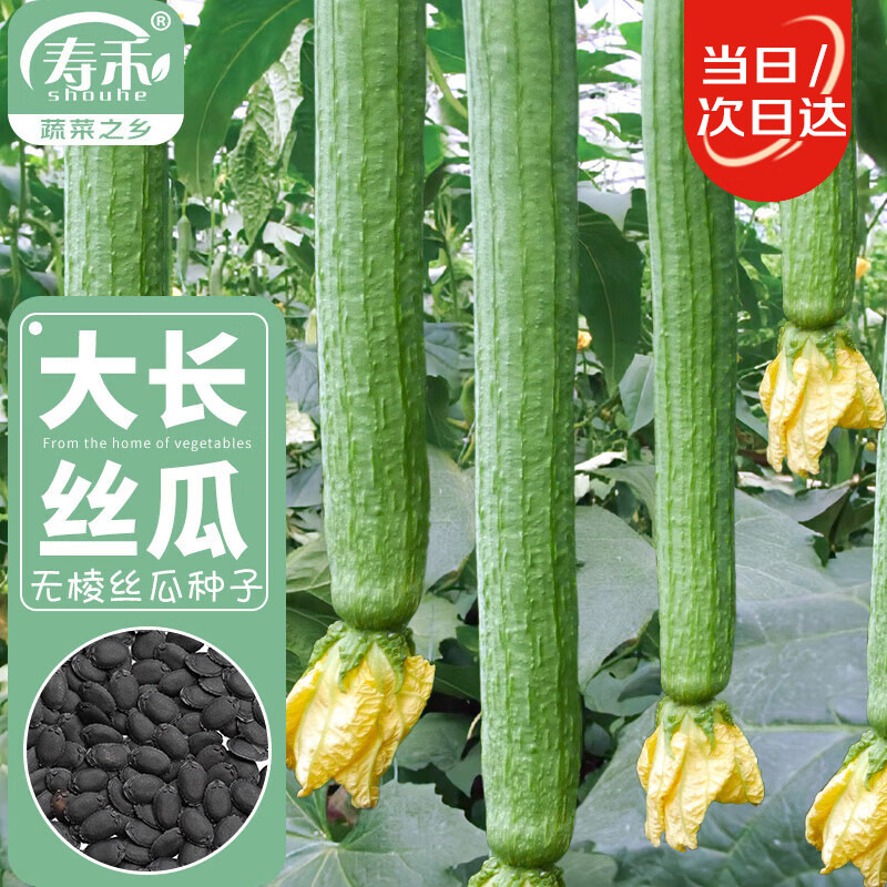 寿禾 丝瓜种子无棱盆栽种植早熟蔬菜种籽 潍丰美佳无棱丝瓜种子60粒