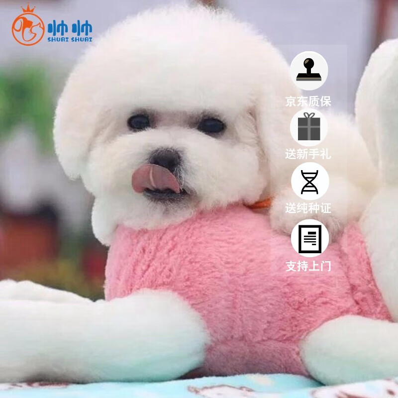 帅帅名宠比熊犬活体 茶杯犬 纯种白色卷毛比熊犬 北京实体犬舍全国可