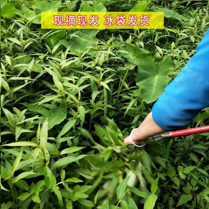 贵州新鲜野生辣柳苗食用香料香柳菜鱼廖沙拉叶鱼生