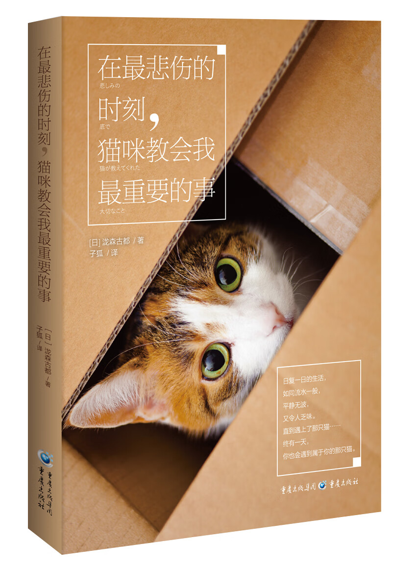 在悲伤的时刻猫咪教会我重要的事