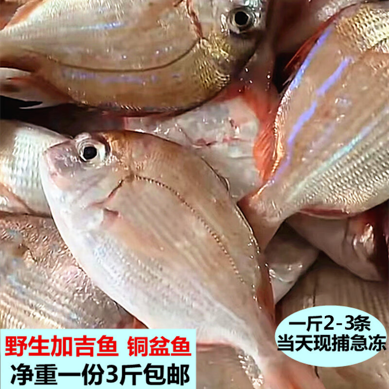 鱼七秒广东本港海水产新鲜加吉鱼现捕海钓铜盆赤棕鱼无小刺孕补鲜活3斤
