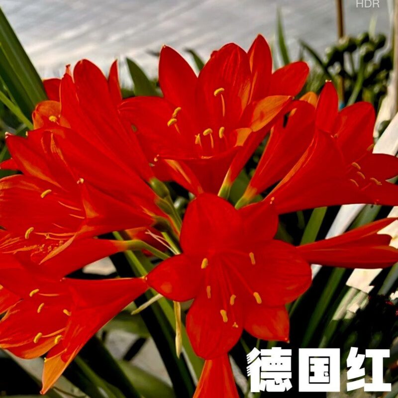 花姬 长春精品红鸡血红比利时红花君子兰花朵超长花苞大开花多带盆 带