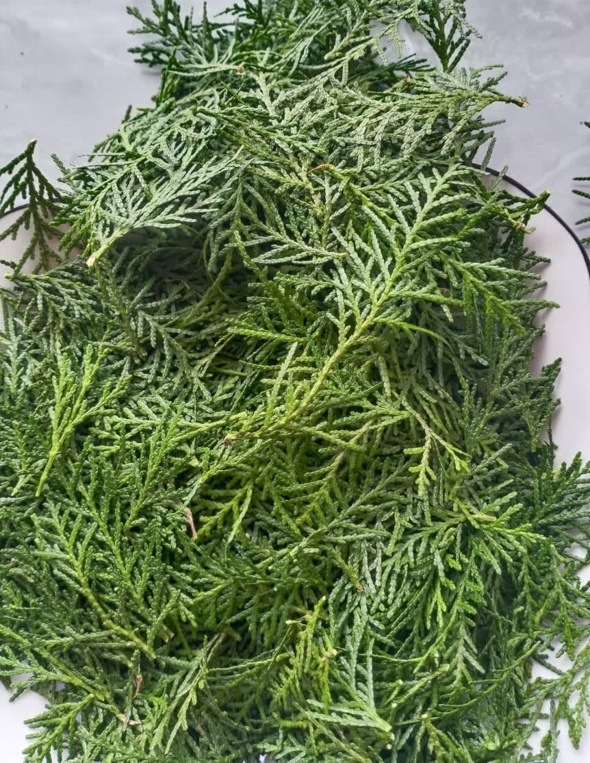 现摘侧柏叶扁柏叶柏树枝柏树丫 新鲜侧柏叶树叶养发天然侧柏香 新鲜小