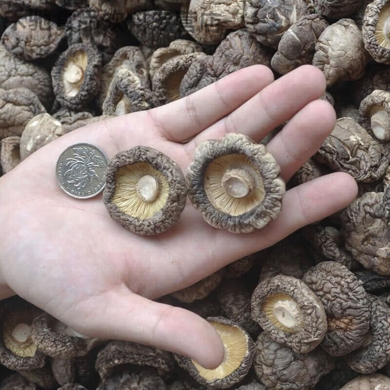 特产优联干香菇250g金钱菇肉厚无根农家土特产蘑菇冬菇20g 250克香菇