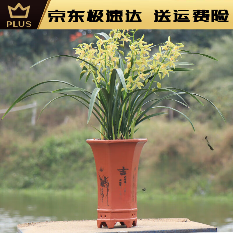 兰花苗原盆原土四季花卉盆栽带花苞名贵建兰好养兰草浓香绿植 小美人6