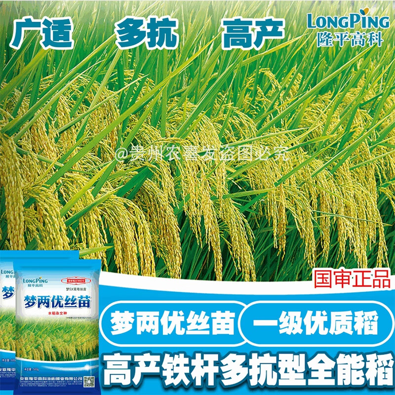 旺园兴梦两优丝苗谷种高产杂交水稻种子丝苗香米种子高产抗倒水稻稻谷