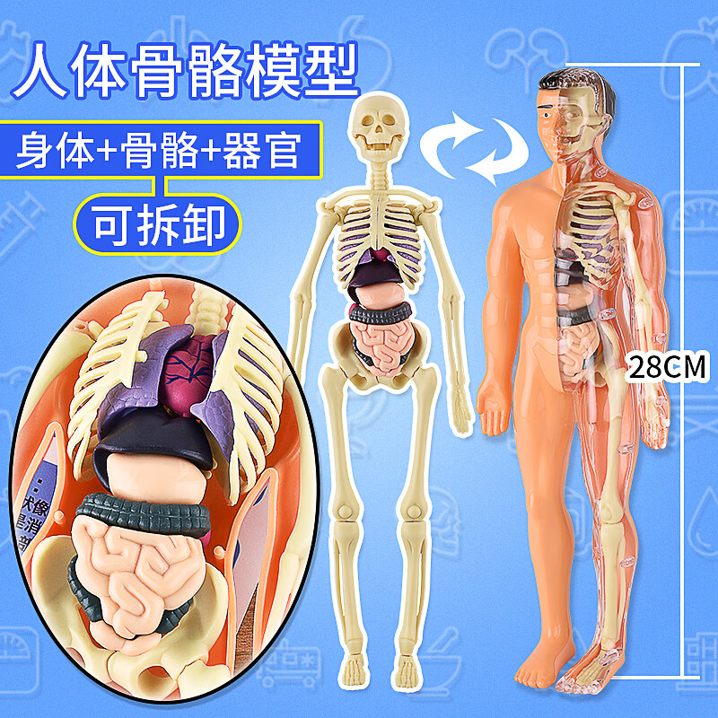 人体结构模型医学仿真生物可拆卸拼装人体模型结构全身骨骼器官3d骨架医学解剖仿真儿童玩具 全透明28·cm人体模型身体+内脏