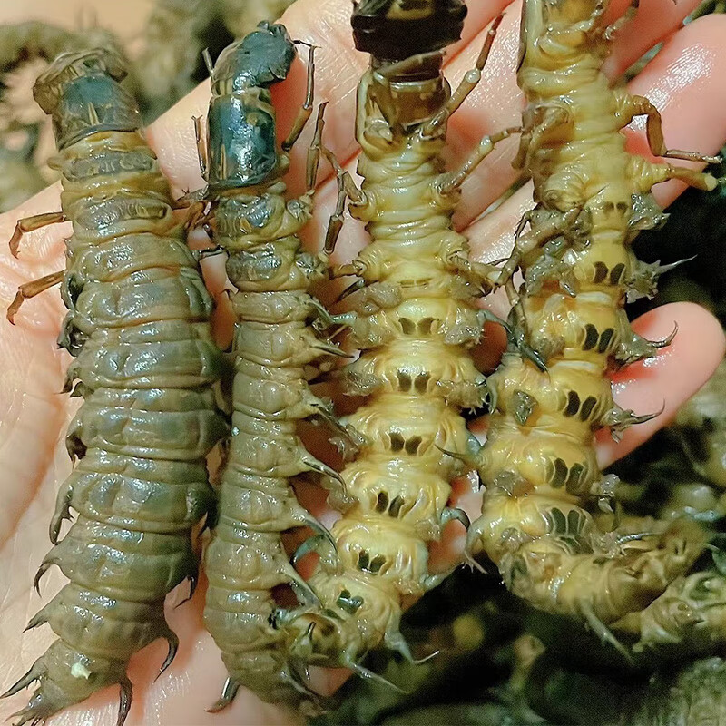 云南爬爬虫油炸美食特产怪虫子可食用高蛋白鲜活冷冻水蜈蚣爬沙虫