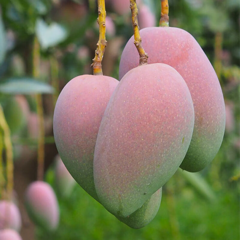 百味心诚海南贵妃芒果 新鲜水果甜心芒果热带现摘红金龙芒果整箱水果 含箱5斤精选果 单果100g起  净重4.5斤