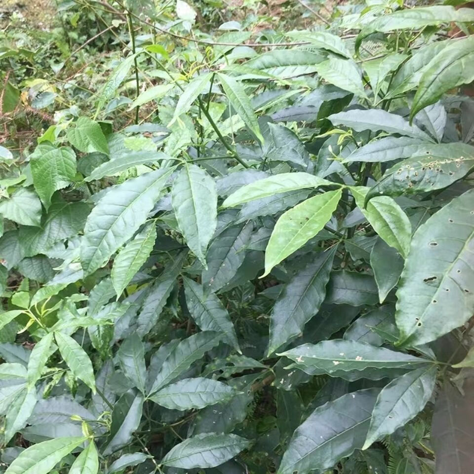 现采野生三桠苦新鲜三丫苦中草药三叉苦三岔苦枝叶 三丫苦根包邮 一斤