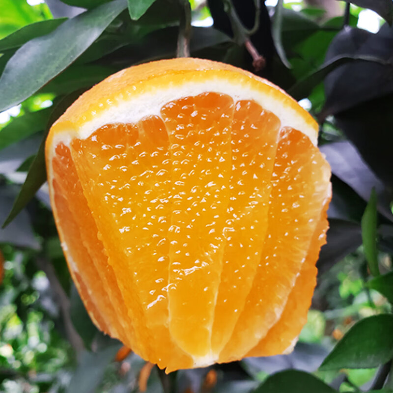 橙世之光爱媛果冻橙爆汁橙手剥橙子甜橙红美人泉水柑当季水果京东顺丰快递 8斤大果18颗以内