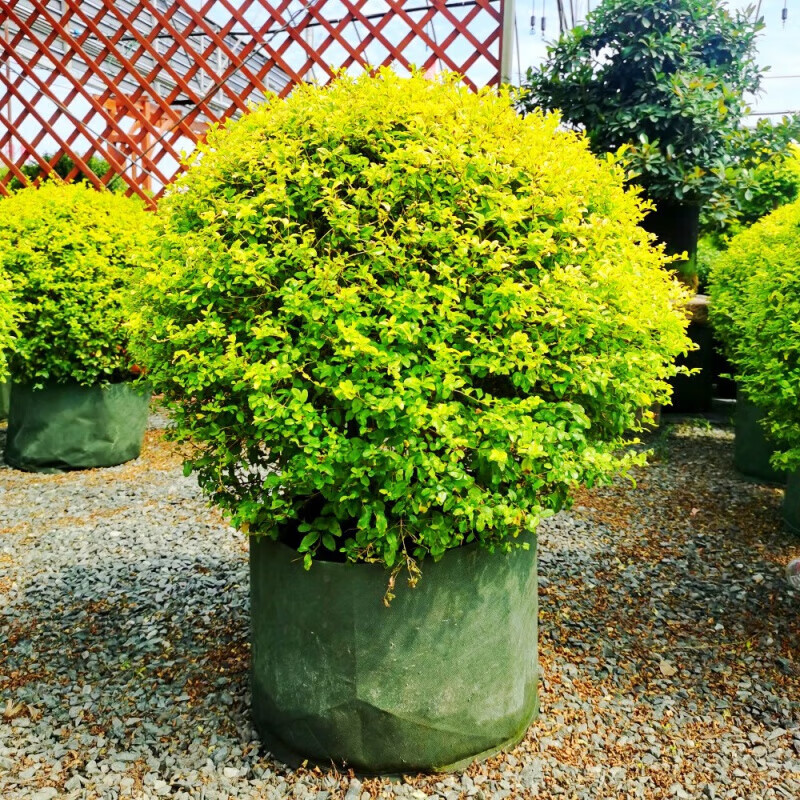 border)慕景花园花镜植物亮晶女贞棒棒糖川滇蜡树小叶亮金女贞造型树