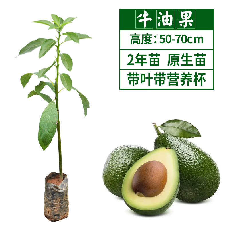 牛油果树苗南北方种植嫁接鳄梨青瓜墨西哥哈斯牛油果苗树橄榄树苗