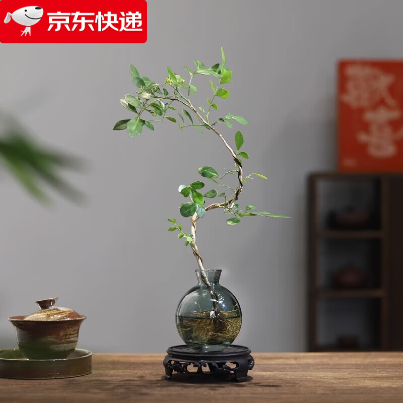 ��ѿ������ˮ��ֲ�����԰칫����������������ʻ���ֲ����ˮ������ ������-����С��ƿ-���ܰ��� ����