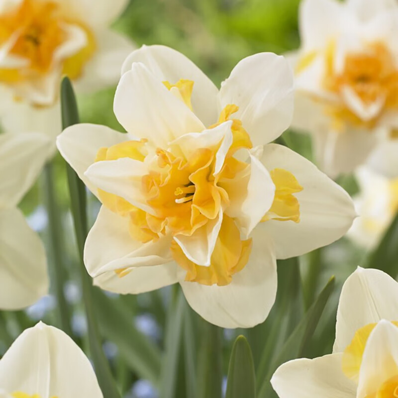 左家花园3个洋水仙种球 现货进口水仙花种球水培盆栽多年生球根花 甜蜜欲望 3球 周长14-16cm