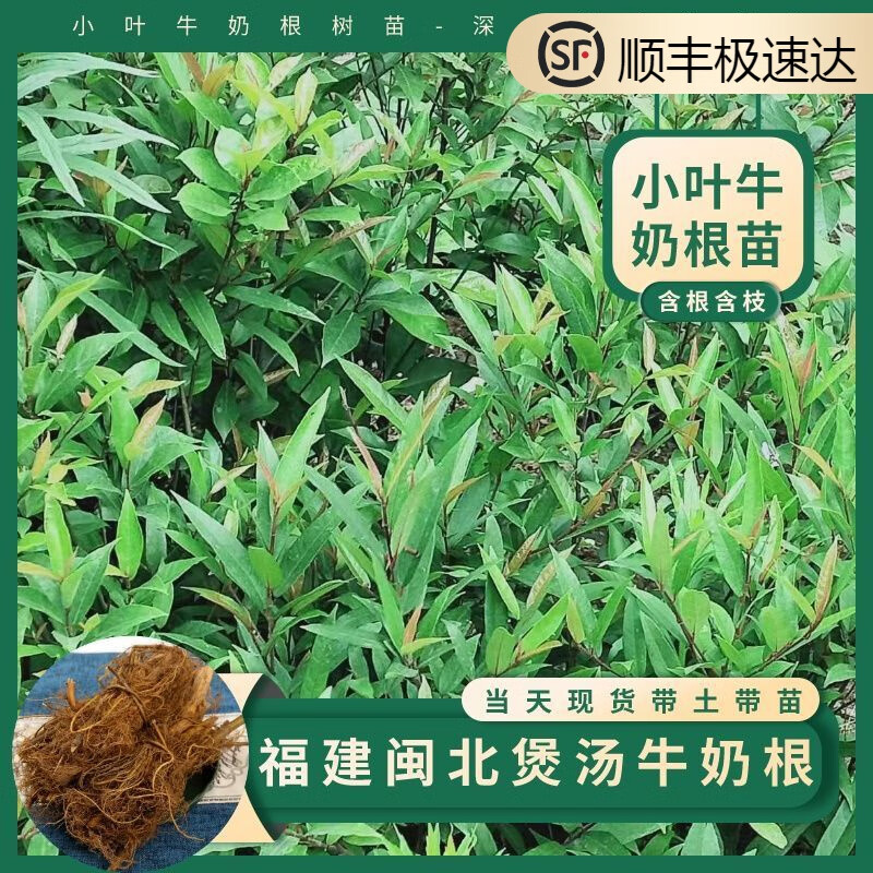 姒桀小叶牛奶根树苗带土带叶闽北小叶竹叶白花牛奶根树苗当年可收