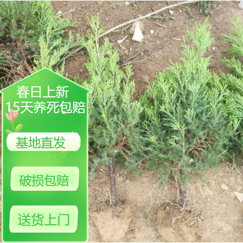 塔柏快柏松树苗侧柏树苗宝塔松柏树苗松柏树苗树绿化苗树 塔柏/塔松