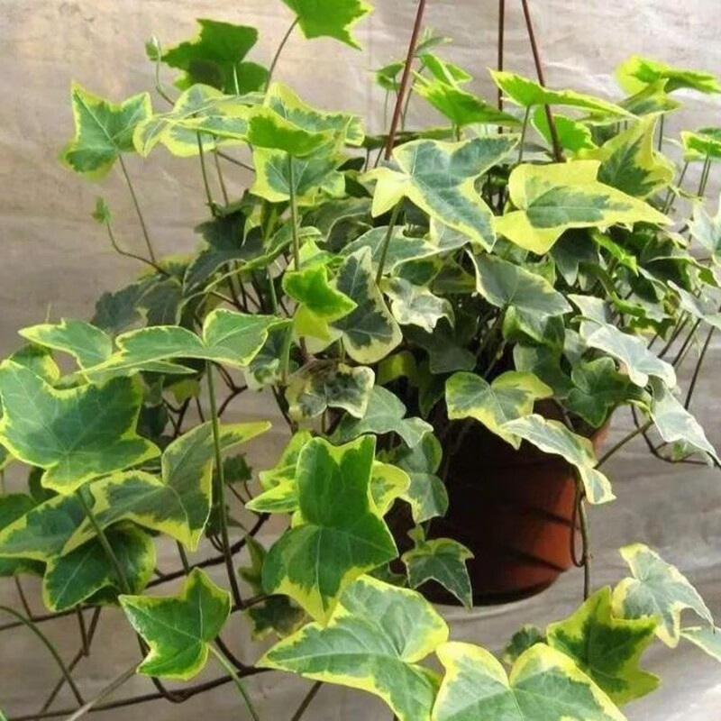 办公室绿植盆栽花卉盆景豆瓣绿金边吊兰常春藤客 金边长出春藤整盆苗