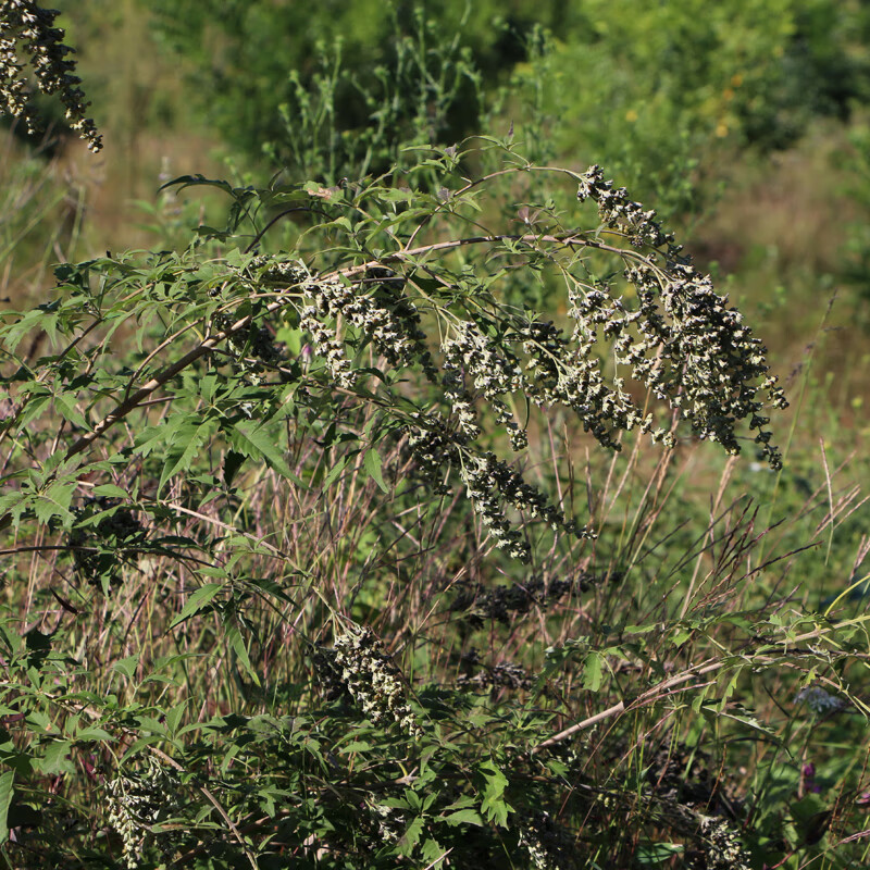 黄荆子枕头填充物枕芯布惊籽布荆仁黄金子睡头枕荆棵荆黄金籽78cm 单只5斤