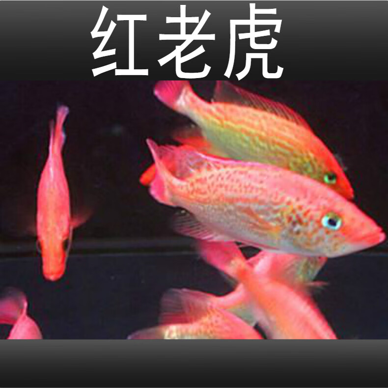 虹弦见红老虎鱼活体金玉满堂鱼红头金鲷鱼大型凶猛热带淡水观赏鱼 精品红老虎18-20cm1条（特