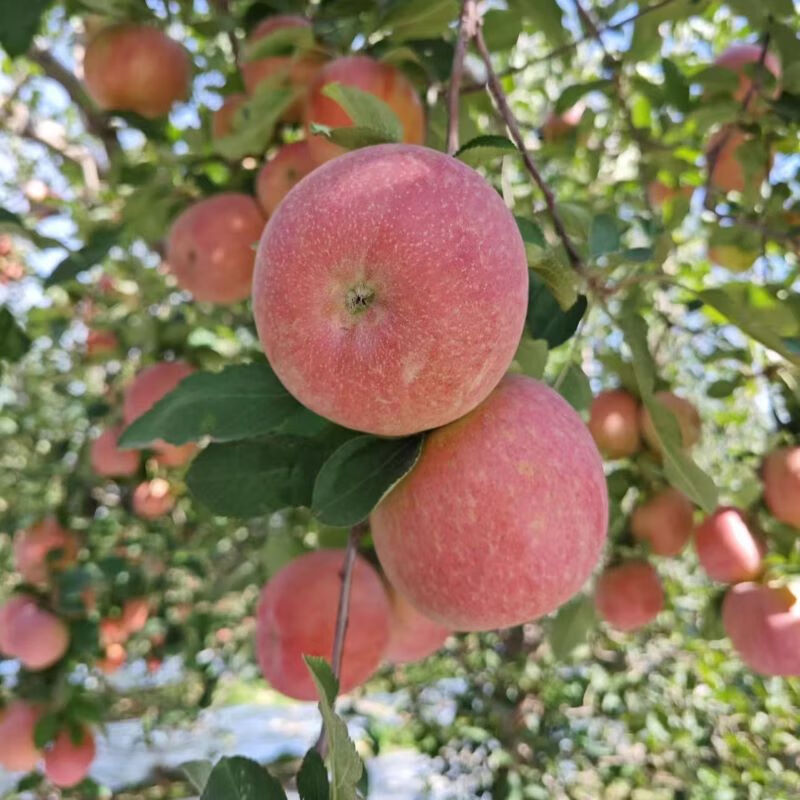 遇见悯农新疆苹果大漠冰糖心脆甜苹果源头直采健康轻食新鲜水果苹果礼盒 新疆冰糖心苹果（净重4.5斤） 严选150g起