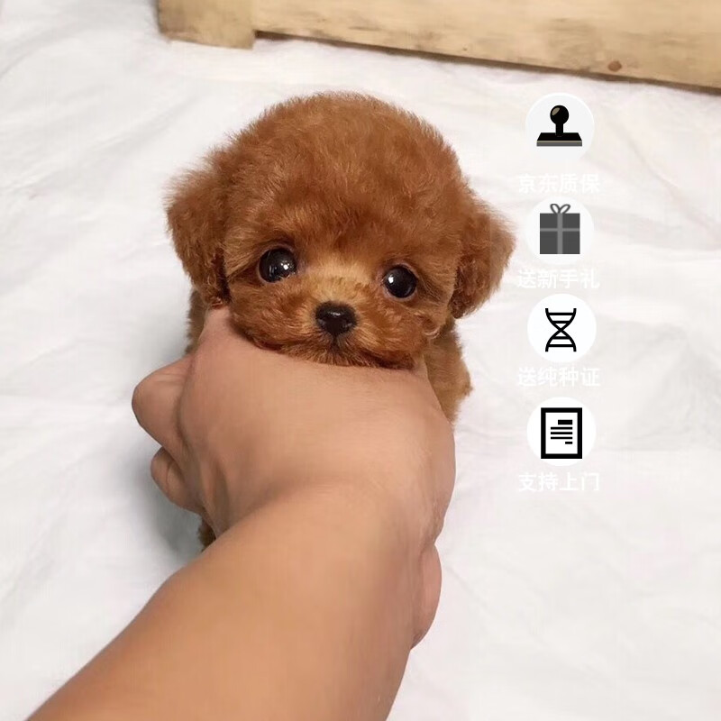 帅帅名宠纯种贵宾犬幼犬活物红色灰色香槟色玩具迷你  北京实体茶杯